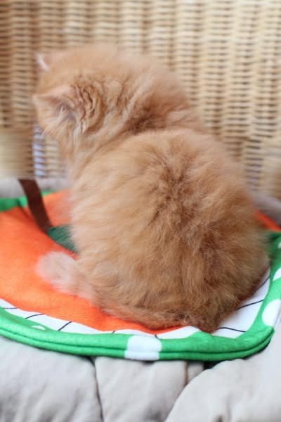 British Longhair