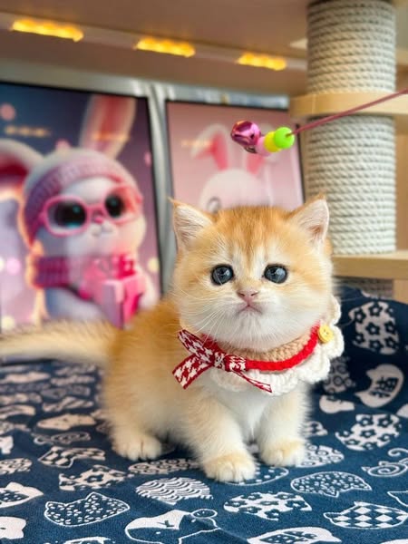 British Shorthair