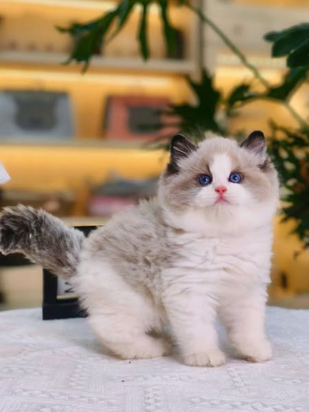 Ragdoll