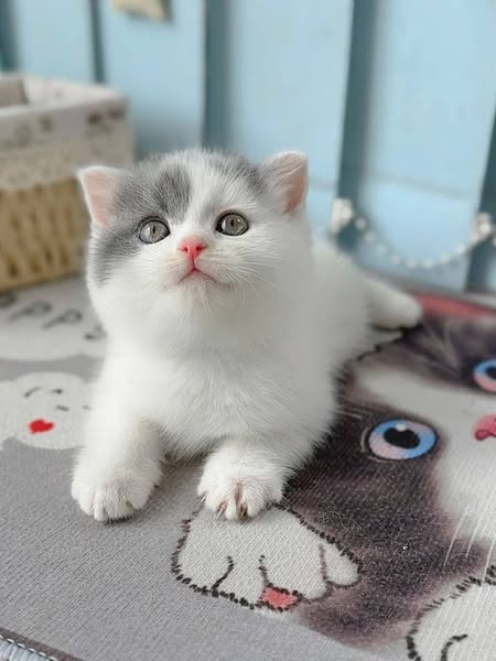 Scottish Fold