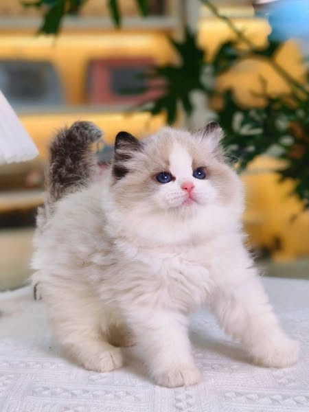 Ragdoll