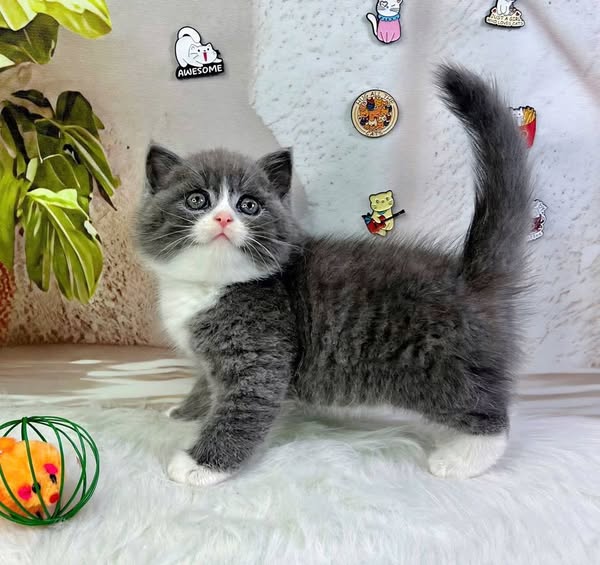 British Shorthair