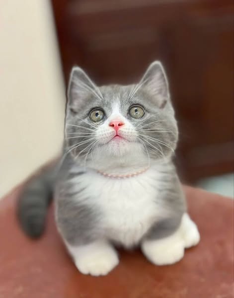 Munchkin