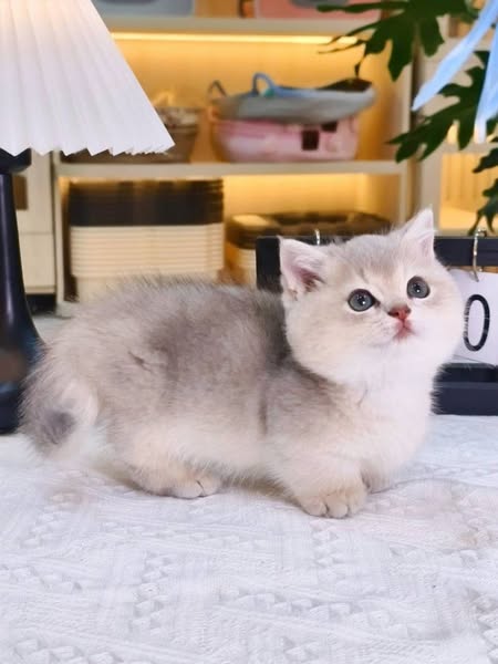 Munchkin