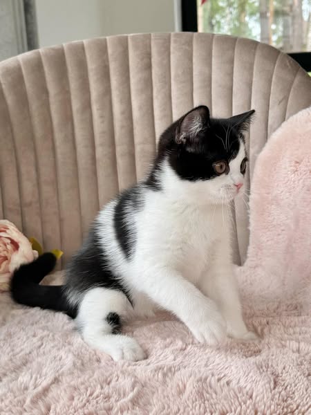 British Shorthair