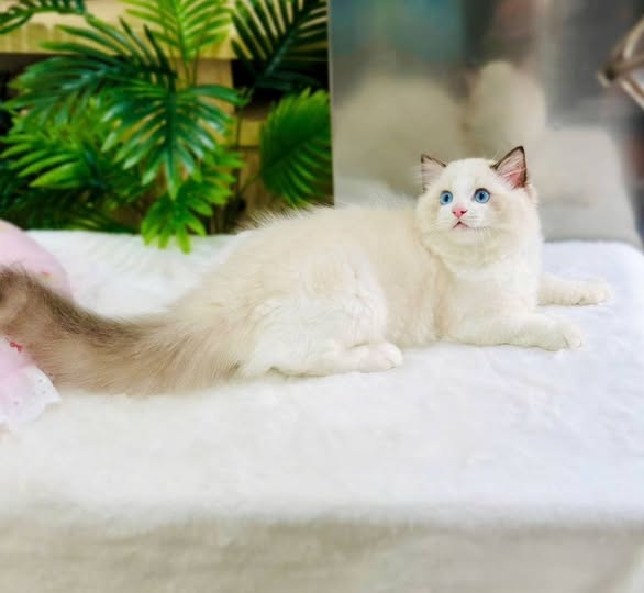 Ragdoll