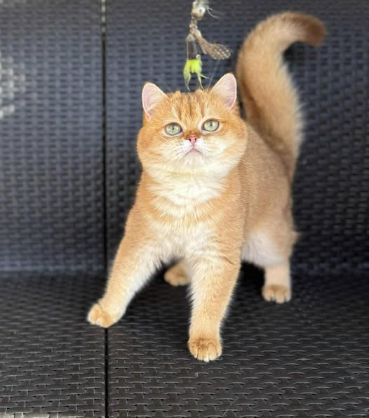 British Shorthair