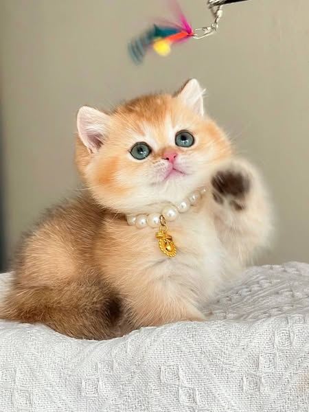 Munchkin