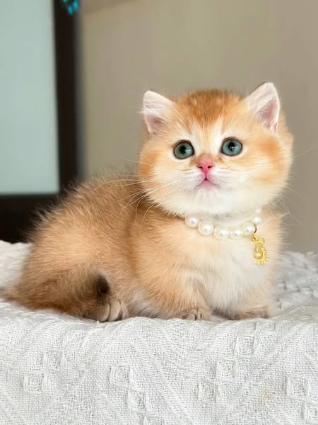 Munchkin