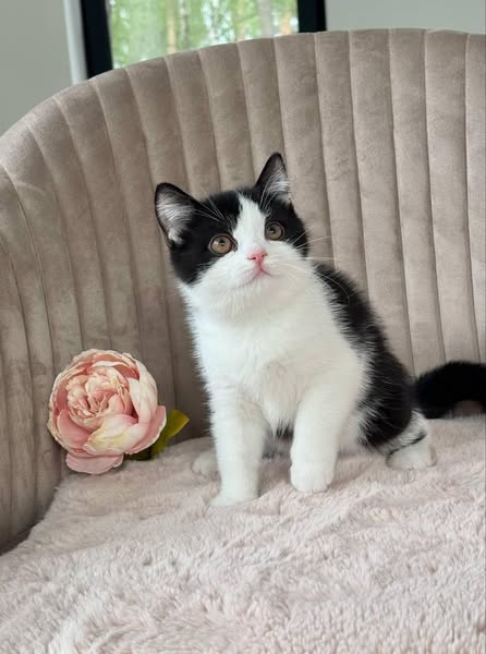 British Shorthair