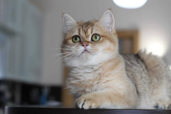 British Shorthair