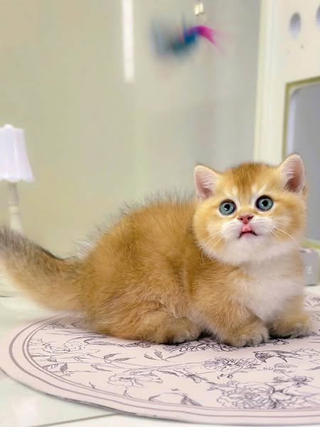 Munchkin