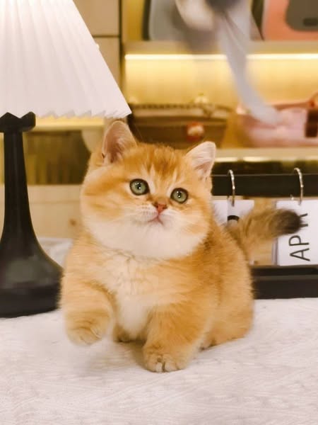 Munchkin