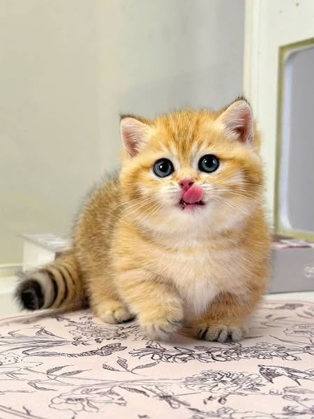 Munchkin