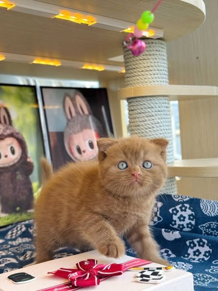 Scottish Fold