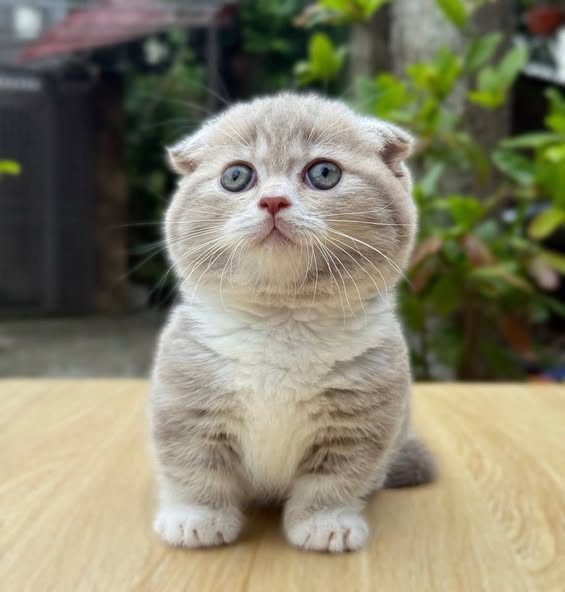 Munchkin Fold