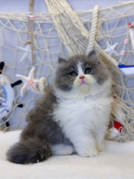 British Longhair