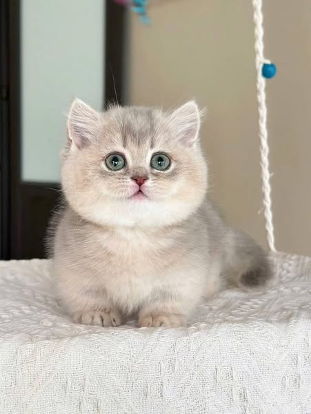Munchkin