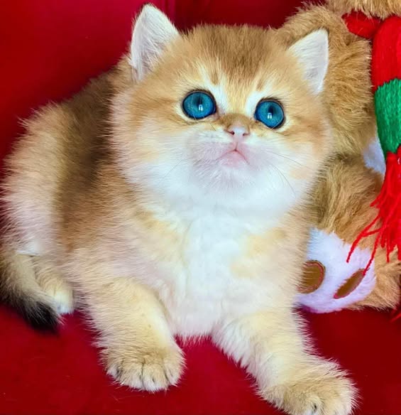 British Shorthair