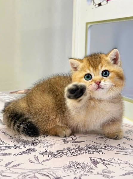 Munchkin