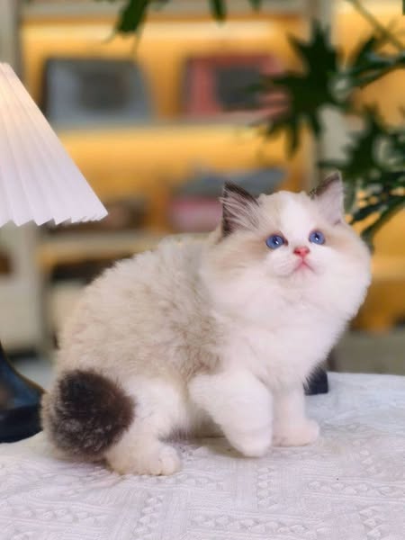 Ragdoll