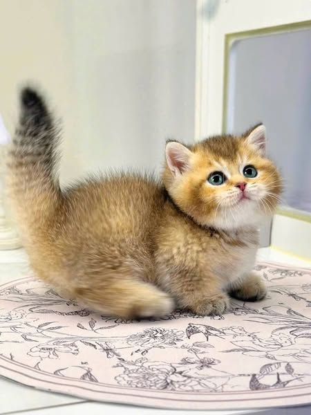Munchkin
