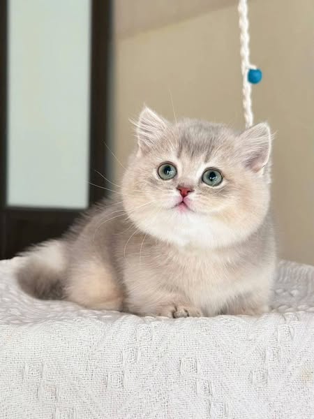 Munchkin