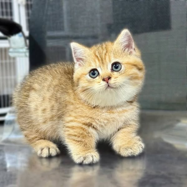 Munchkin