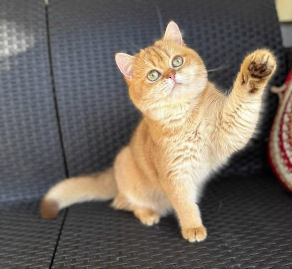 British Shorthair