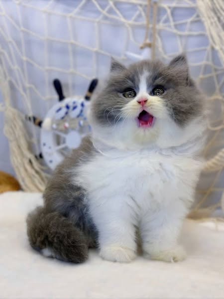 British Longhair