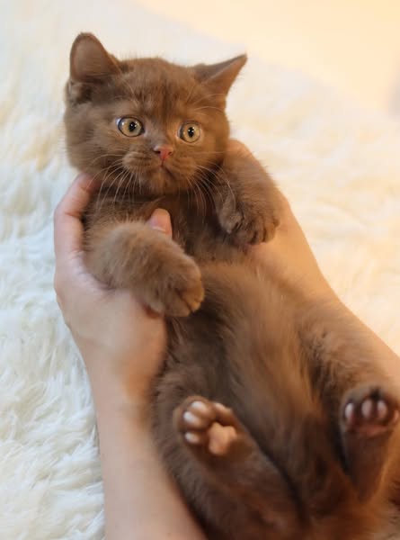British Shorthair