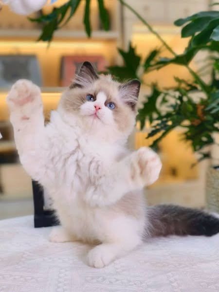Ragdoll