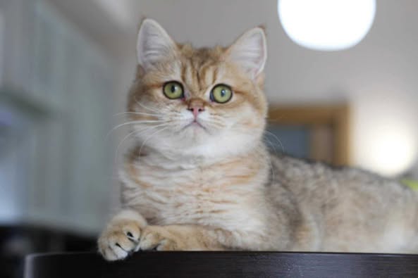 British Shorthair