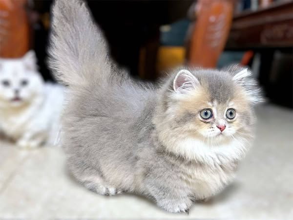 Munchkin Longhair