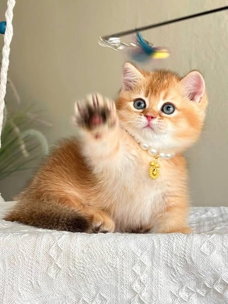 Munchkin