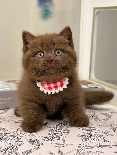 British Shorthair