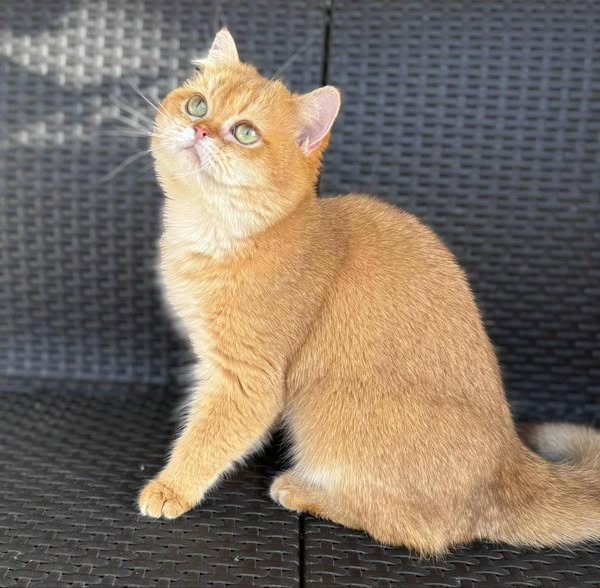 British Shorthair