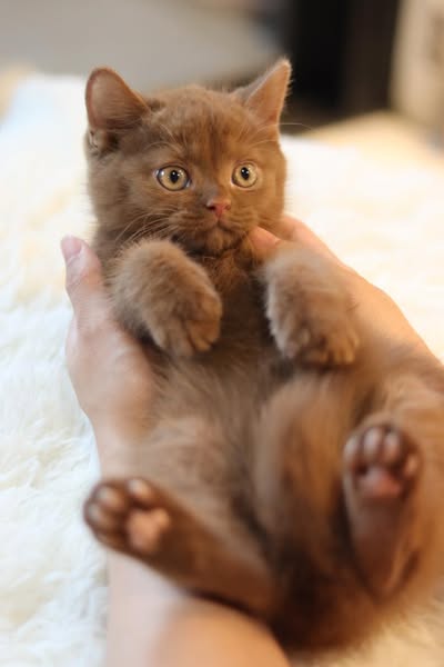 British Shorthair
