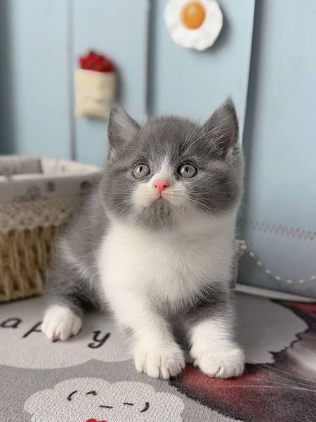 British Shorthair