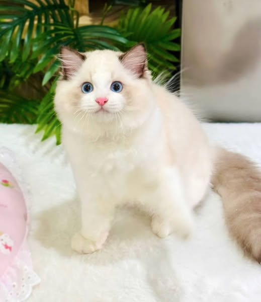 Ragdoll