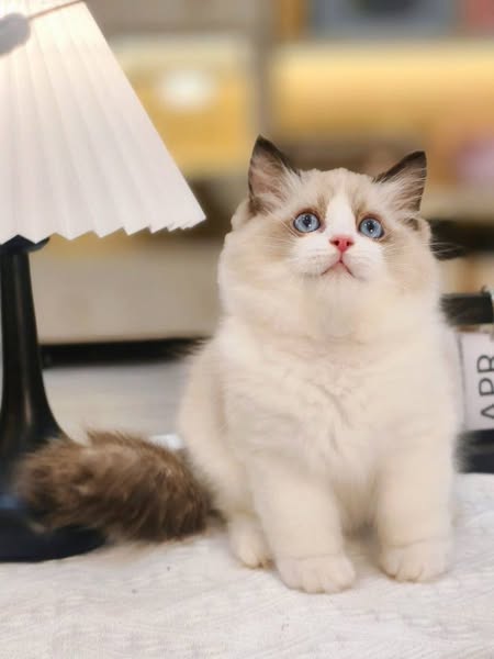 Ragdoll