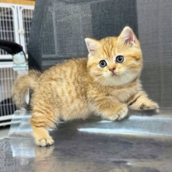 Munchkin