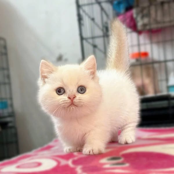 Munchkin