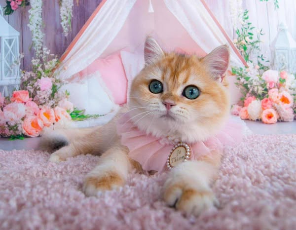 British Shorthair