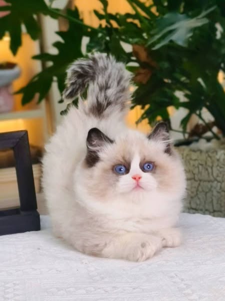Ragdoll