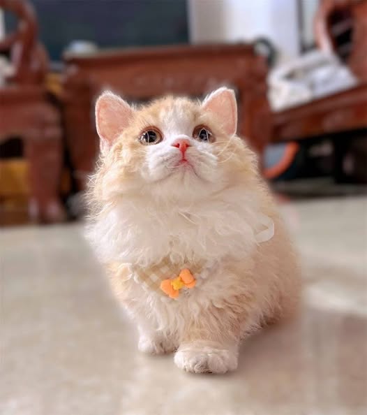 Selkirk Rex Munchkin