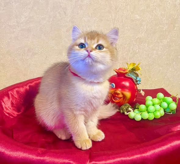 British Shorthair