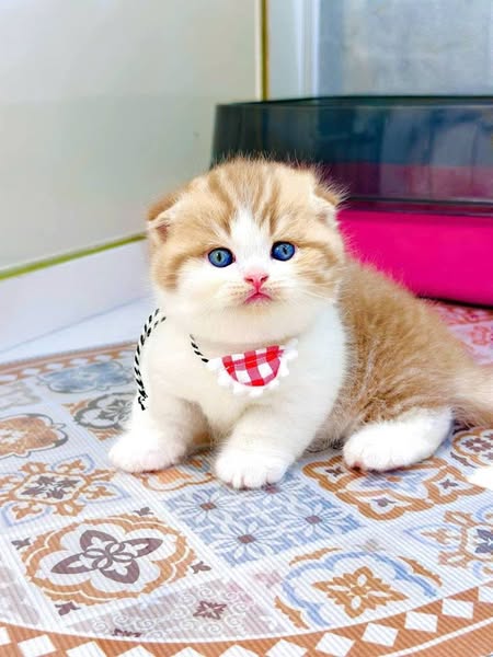 Munchkin Fold