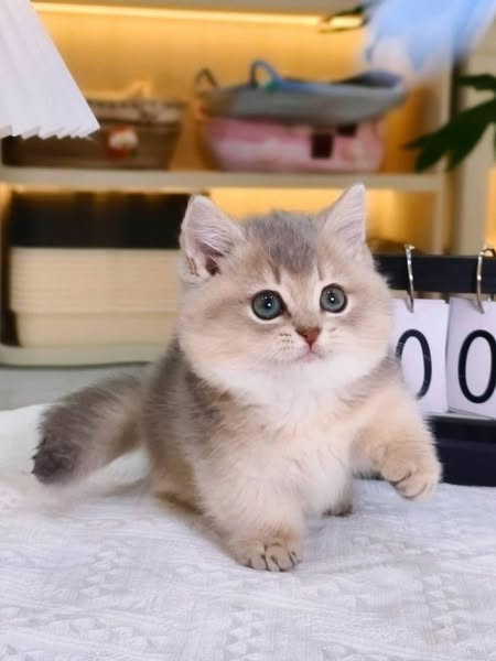 Munchkin