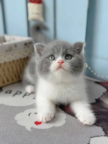 Scottish Fold